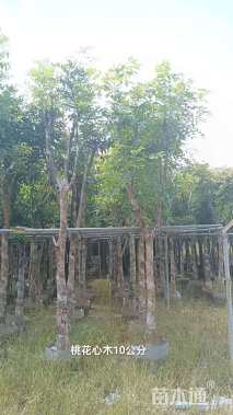 12公分桃花心木