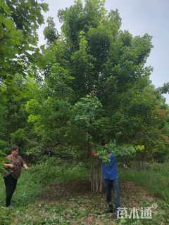 高度800厘米丛生美国红枫