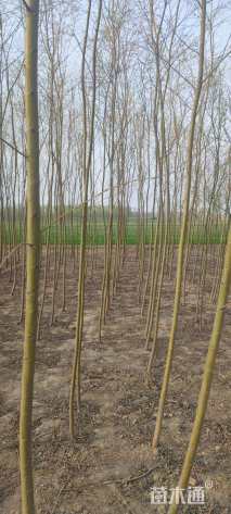 12公分金丝垂柳