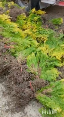 高度30厘米洒金柏