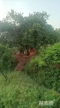 高度400厘米丛生胡柚