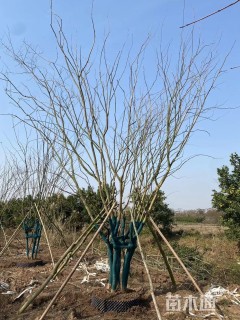 高度300厘米丛生紫薇