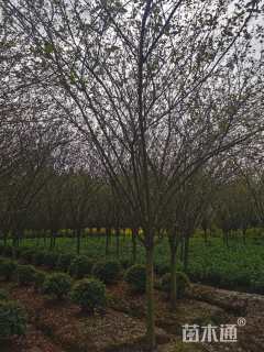 10公分西府海棠