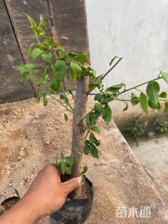 高度30厘米三角梅