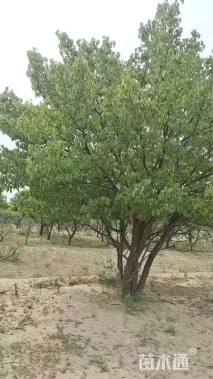 40公分八棱海棠