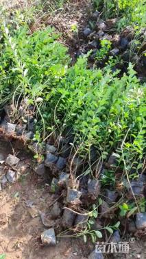 高度50厘米胶东卫矛