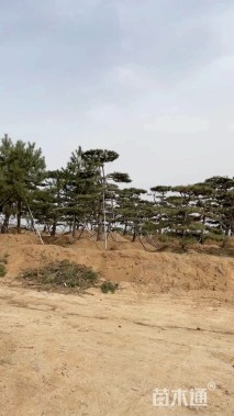 12公分造型油松