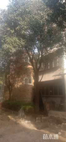 18公分大叶女贞