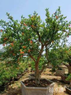 高度450厘米石榴