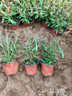 高度15厘米千鸟花