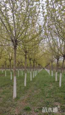 10公分金叶复叶槭