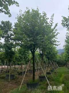 高度400厘米紫荆