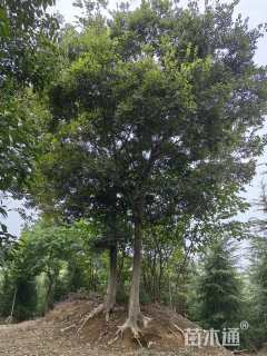 25公分朴树