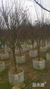 高度350厘米红心蜜柚