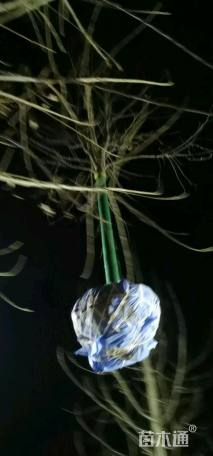 高度350厘米木槿