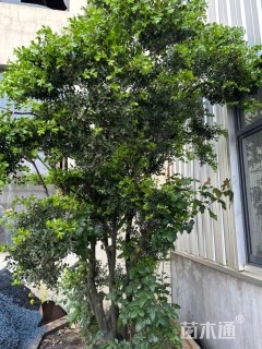 高度260厘米黄杨