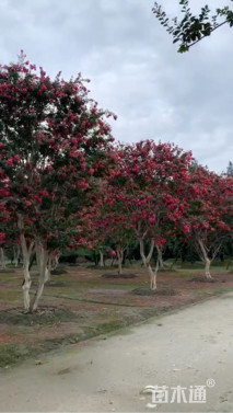 高度4500厘米大红紫薇