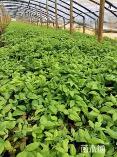 高度15厘米蜀葵