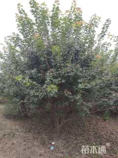 高度400厘米丛生五角枫