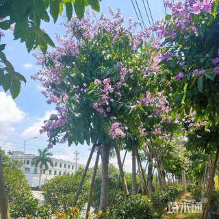 20公分紫薇