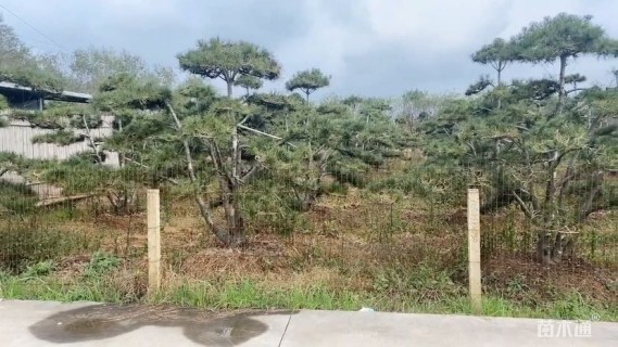 15公分造型白皮松