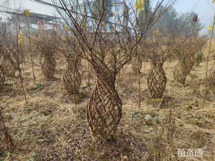 40公分紫薇花瓶