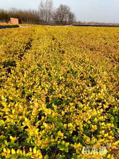 高度30厘米金森女贞