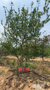 高度350厘米石榴