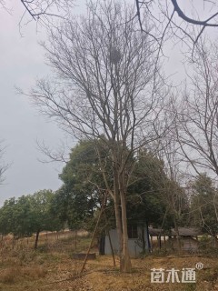 25公分(3杆)丛生朴树