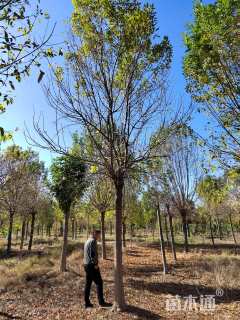 17公分金叶白蜡