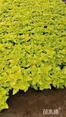 高度15厘米五色苋