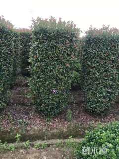 高度200厘米红叶石楠柱