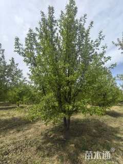 高度700厘米丛生山丁子