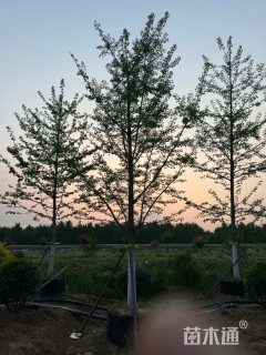 12公分(4杆)丛生银杏