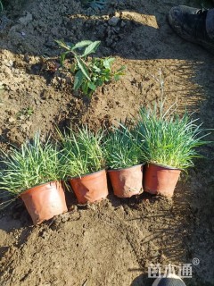 高度15厘米石竹