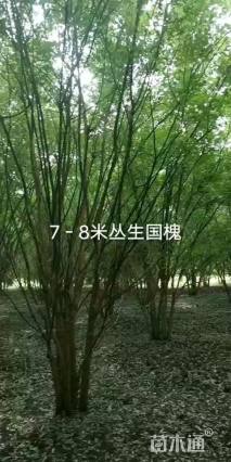 高度600厘米丛生国槐