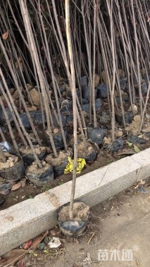 高度200厘米红叶石楠小苗