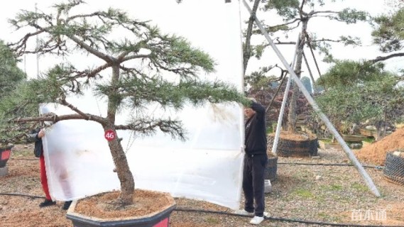 高度210厘米庭院松