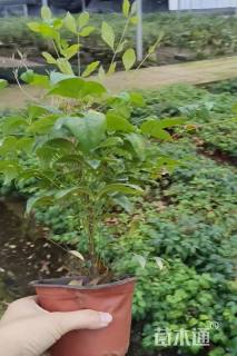 高度20厘米火焰南天竹