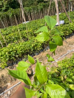 1公分紫花风铃木