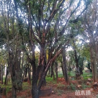高度1200厘米清香木