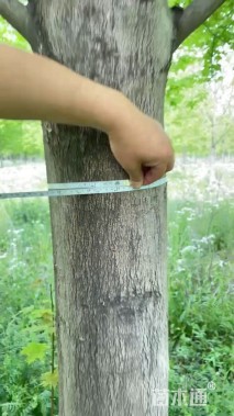 22公分美国红枫