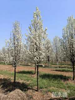 10公分彩叶豆梨