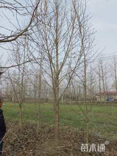 10公分二乔玉兰