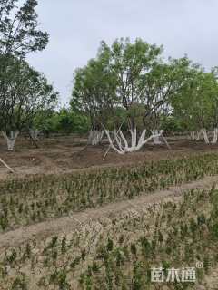 高度500厘米丛生元宝枫