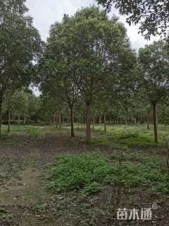 21公分大叶女贞