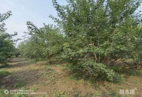 高度500厘米丛生五角枫