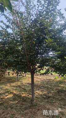 12公分日本晚樱