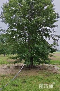 高度900厘米丛生美国红枫