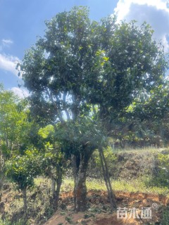 高度4000厘米茶树